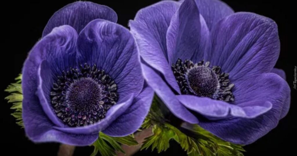 Anemone