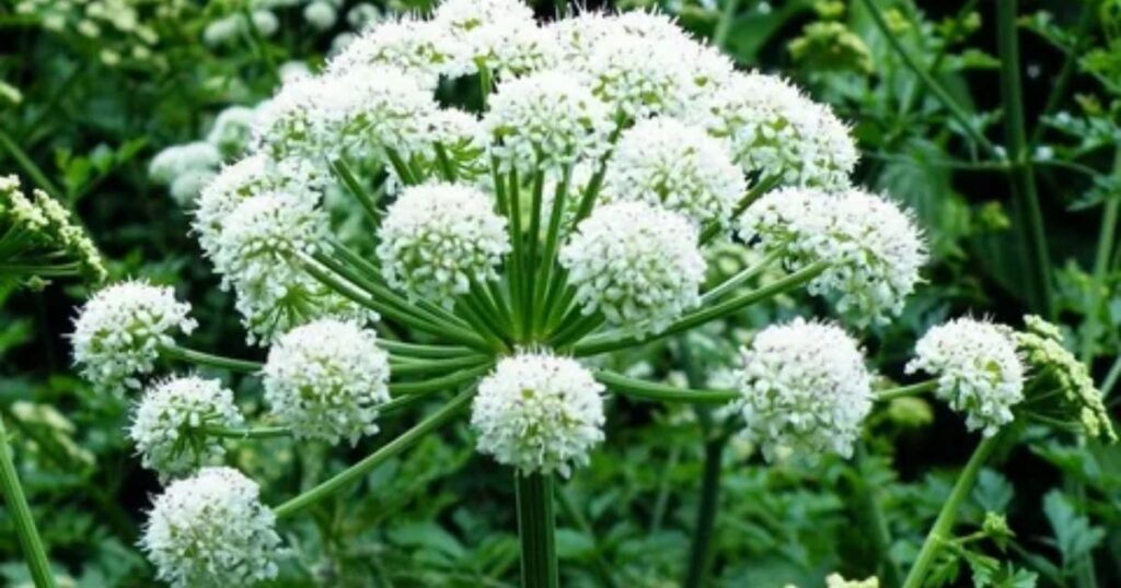 Angelica