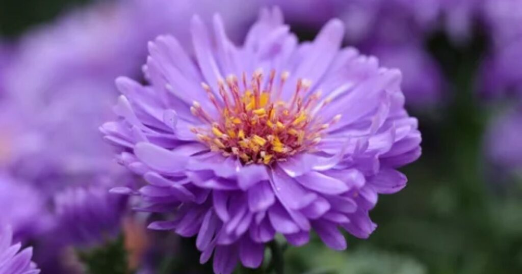 Aster