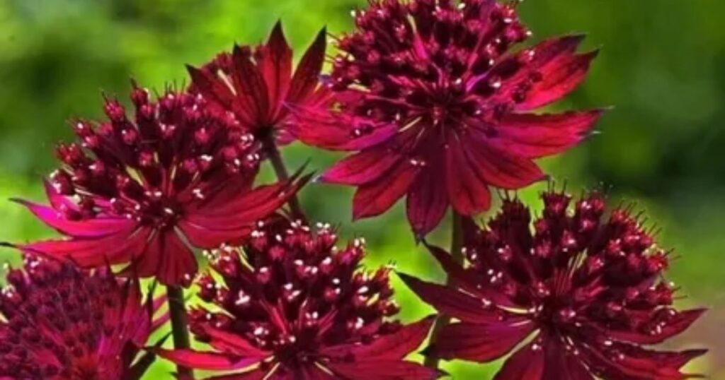 Astrantia