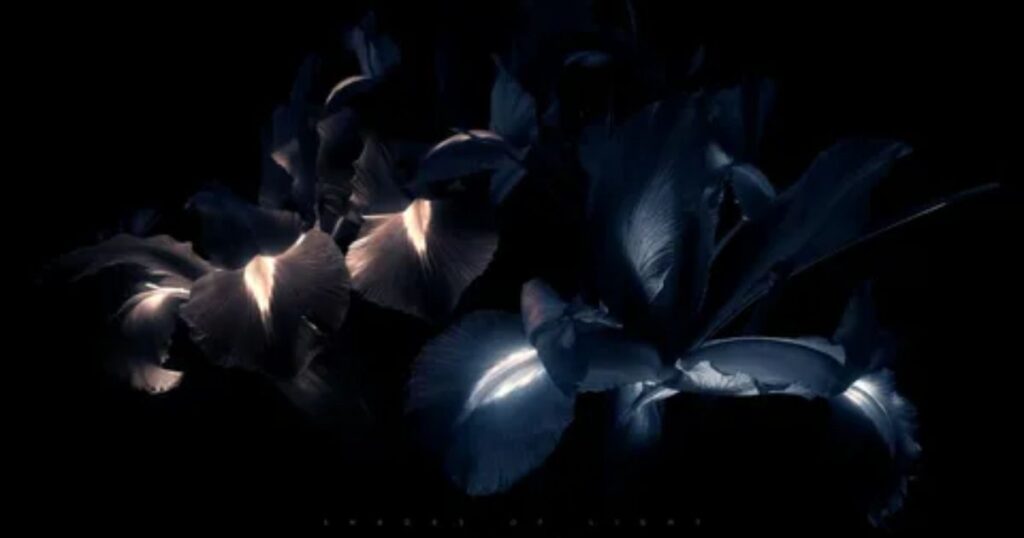 Black Iris Flower Meaning