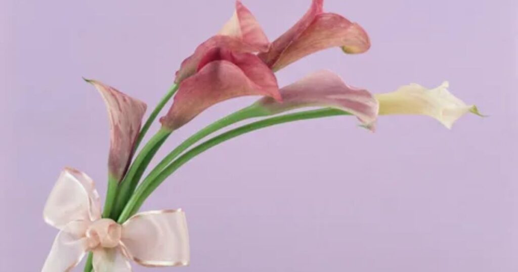 Calla Lily