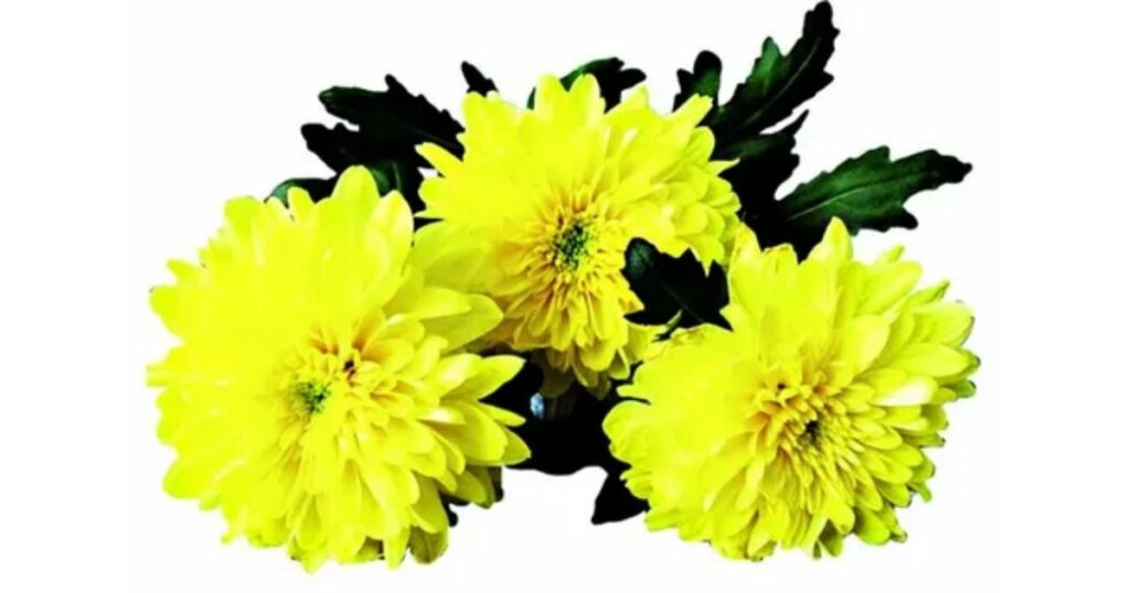 Chrysanthemum Flowers in Australia