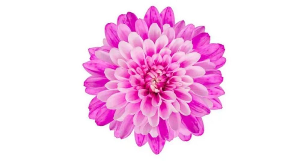 Chrysanthemum Flower in Belgium