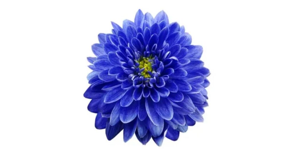 Chrysanthemum Flower in China