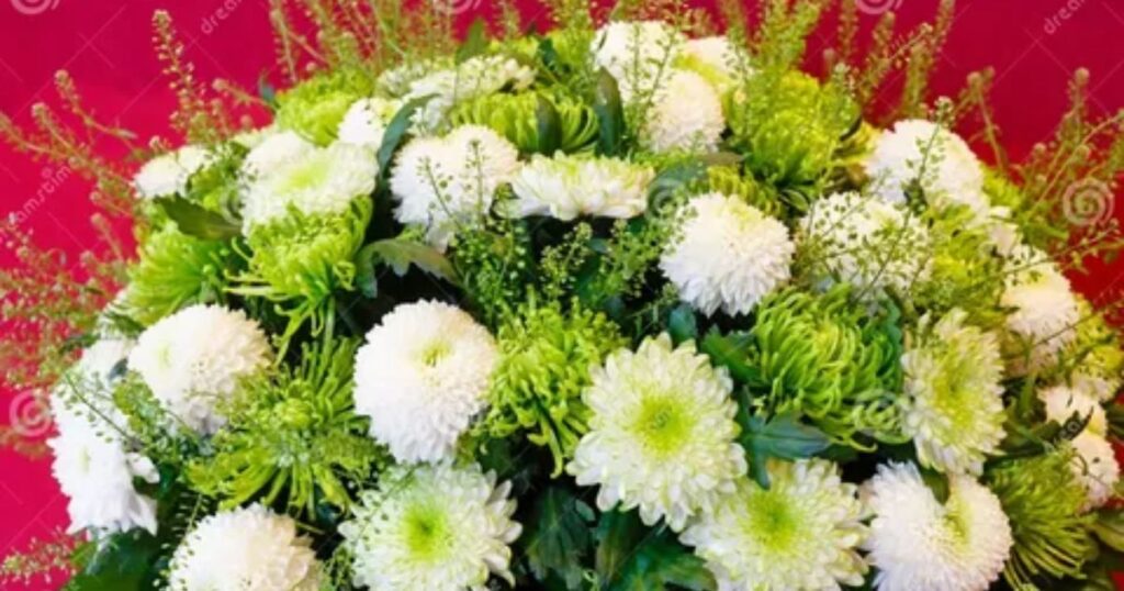 Chrysanthemum Flower in Great Britain