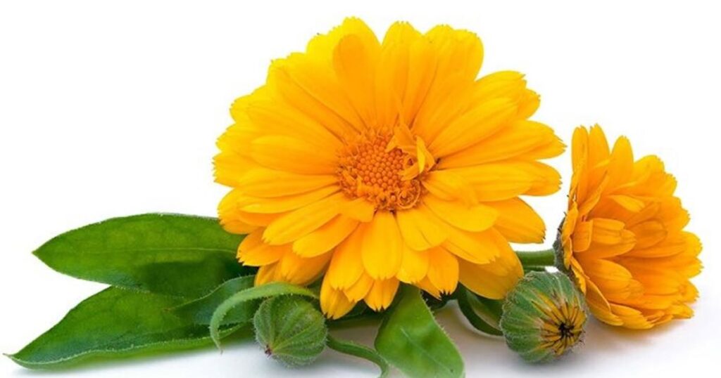 Chrysanthemums You are a True Friend