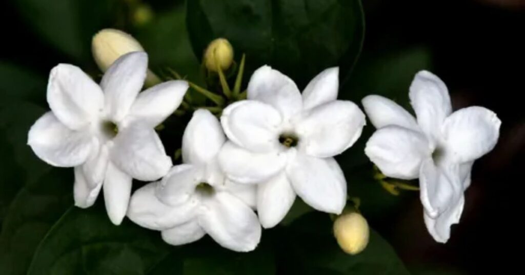 Etymological Meaning Of The Jasmine Flower