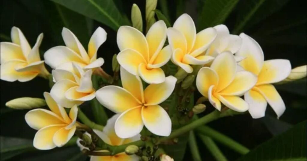 Frangipani: Grace and New Beginnings