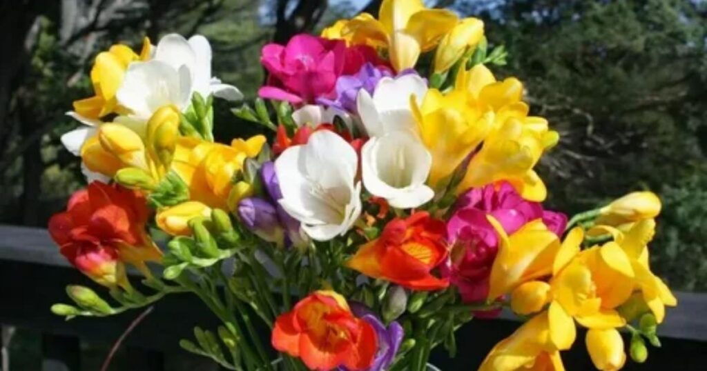 Freesia