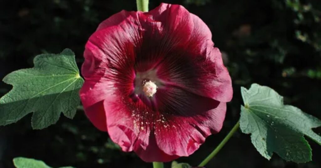 Malva