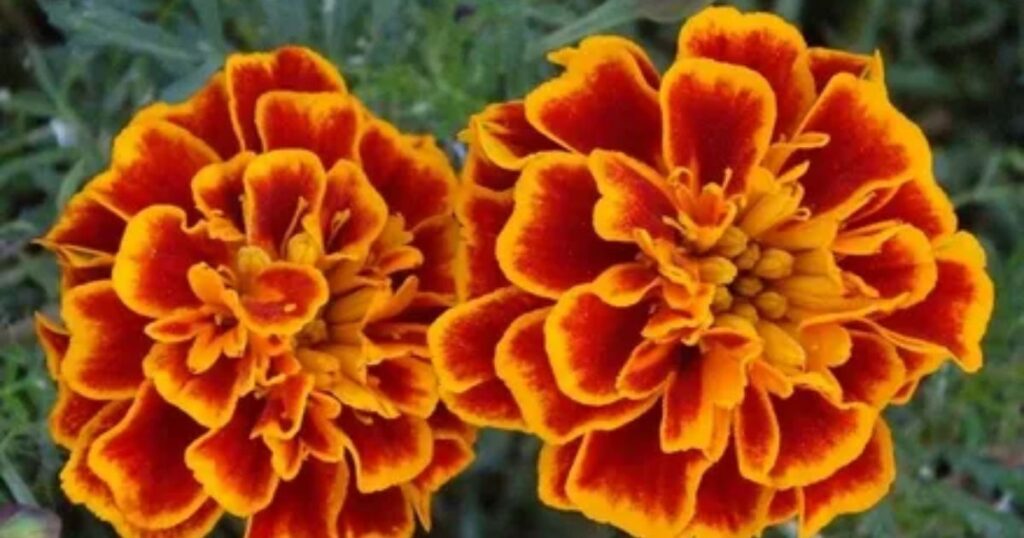 Marigolds: Grief and Spiritual Connection