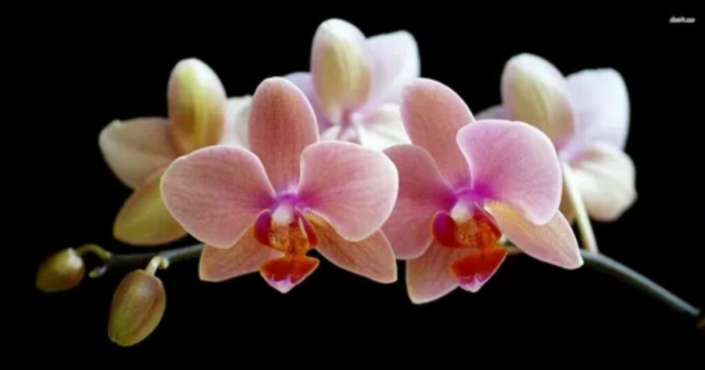 Orchid: Refinement and Exotic Beauty