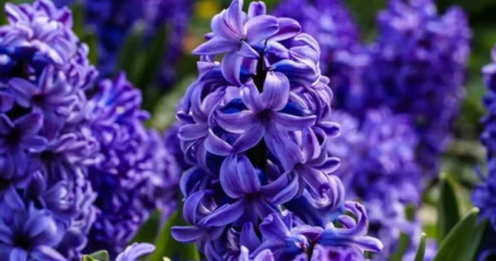 Purple Hyacinth: Sorrow and Regret