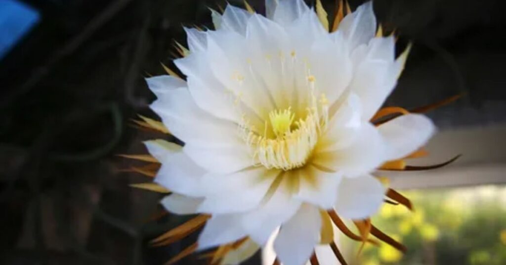 Queen of the Night propagation