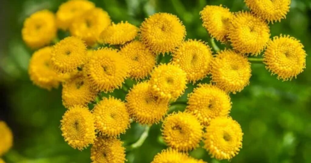 Tanacetum