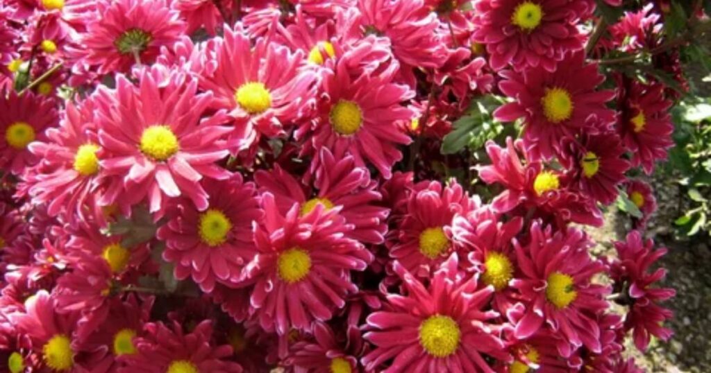 Chrysanthemums