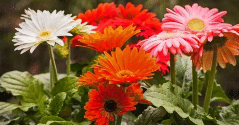 Gerbera Flower Meaning and Colors Symbolism