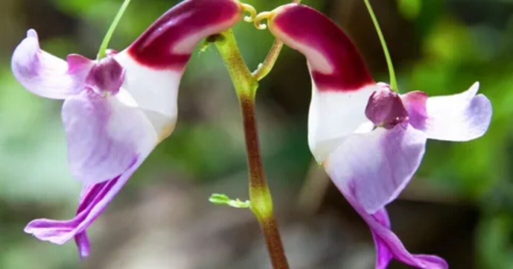 Parrot Flower