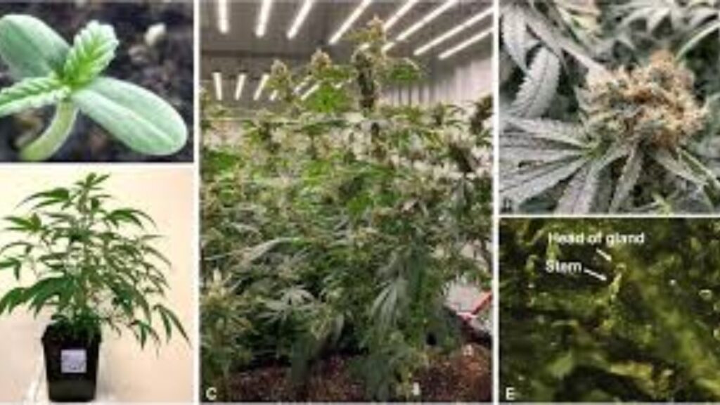 What Can Consumers Do With Hemp Flowers?